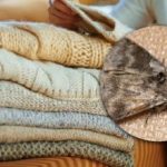 Jak pozbyć się moli w szafkach: tylko jedna roślina może