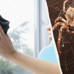 Jeden produkt czyści okna do połysku i pozbywa się pająków: niezwykły lifehack Jeden produkt czyści okna do połysku i pozbywa się pająków: