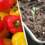 Nadszedł czas sadzenia papryki: jak to zrobić i które daty