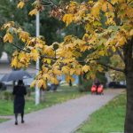 Ogrodnicy wymienili 6 drzew, których nigdy nie należy sadzić na swoim podwórku Ogrodnicy wymienili 6 drzew, których nigdy nie należy sadzić na