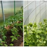 Rekordowe zbiory zaskoczą nawet sąsiadów: jak szybko nawilżyć glebę w