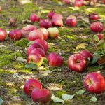 Zepsute jabłka to nie nawóz: 4 powody, dla których zepsute owoce powinny być usuwane z ziemi Zepsute jabłka to nie nawóz: 4 powody, dla których zepsute